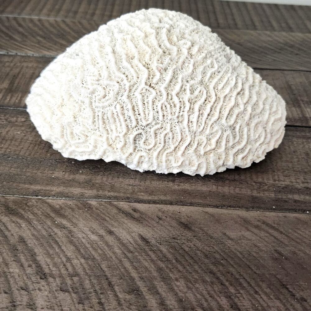 Vintage Large Natural Brain Coral Fossil Sea Animal Specimen